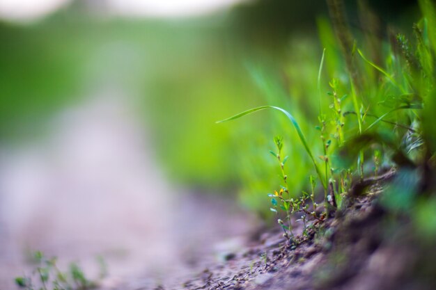 Naturale forte sfondo sfocato di lame di erba verde vicino Prato fresco in una mattina di sole