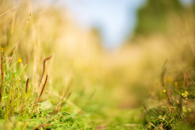 Naturale forte sfondo sfocato di lame di erba verde vicino Prato fresco in una mattina di sole