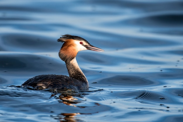 Naturale svasso maggiore (podiceps cristatus).