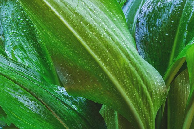 Nature Background Green Leaf