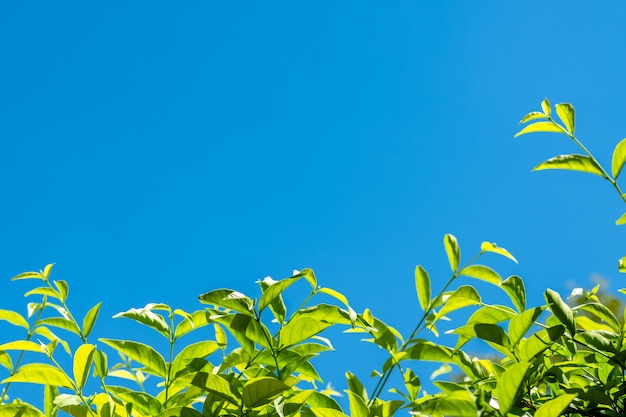 Nature lafe con bluesky e nuvole