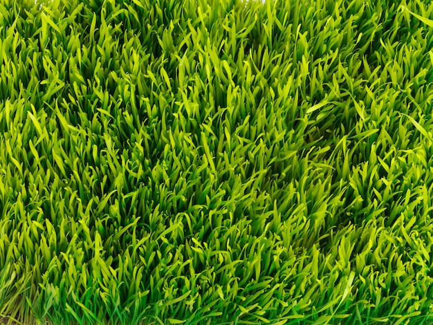 nature plant and above of grass for field meadow and park for growth gardening and lawn landscape agriculture natural background and isolated plants for environment ecosystem and ecology
