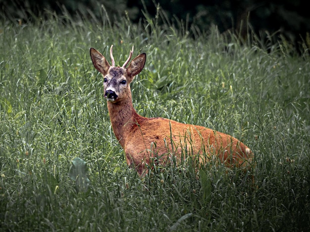 Naturfotos aus dem Bayerischen Wald. Bäume, Wald, Pflanzen e Tiere.