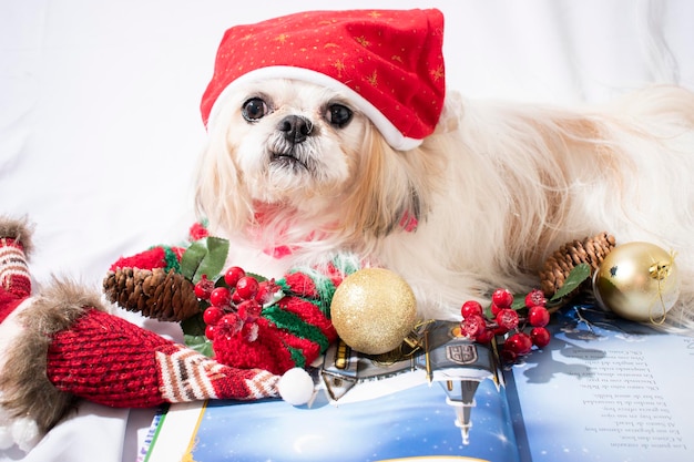 navidad con la mia mascotte