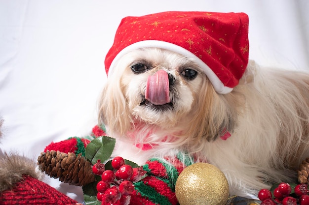 navidad con la mia mascotte