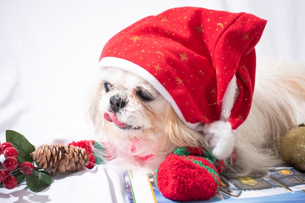 navidad con la mia mascotte