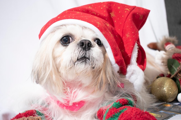 navidad con la mia mascotte