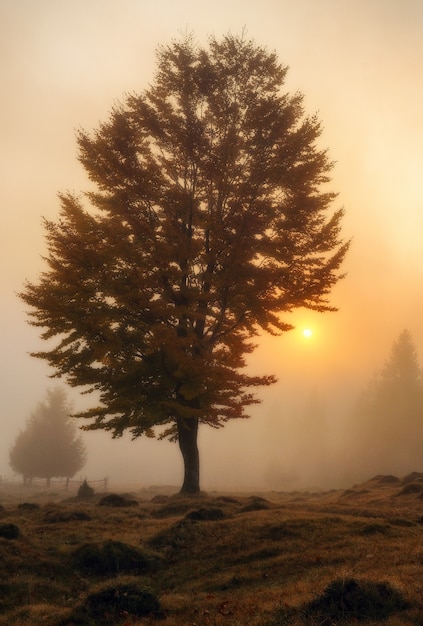 Nebbia che copre gli alberi e i campi autunnali