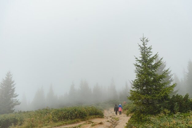 Nebbia che copre i boschi di montagna