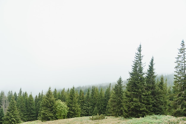 Nebbia che copre i boschi di montagna