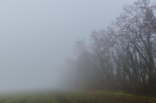 Nebbia con alberi e campo