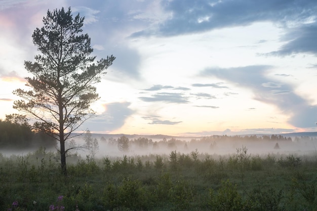 Nebbia del campo di alba di mattina Paesaggio della foschia dell'albero forestale