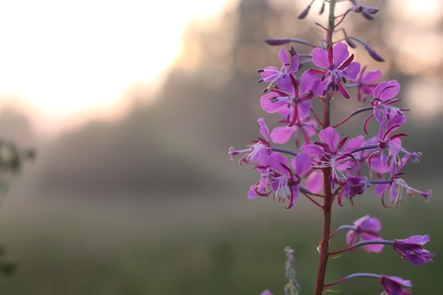 Nebbia di fiori al tramonto