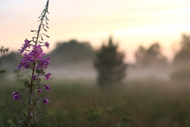 Nebbia di fiori al tramonto