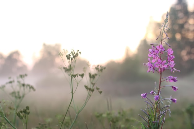 Nebbia di fiori al tramonto