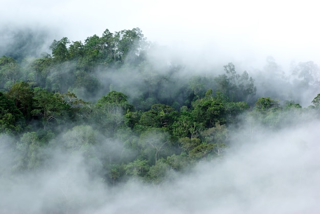 Nebbia di mattina in foresta pluviale tropicale densa, kaeng krachan, Tailandia