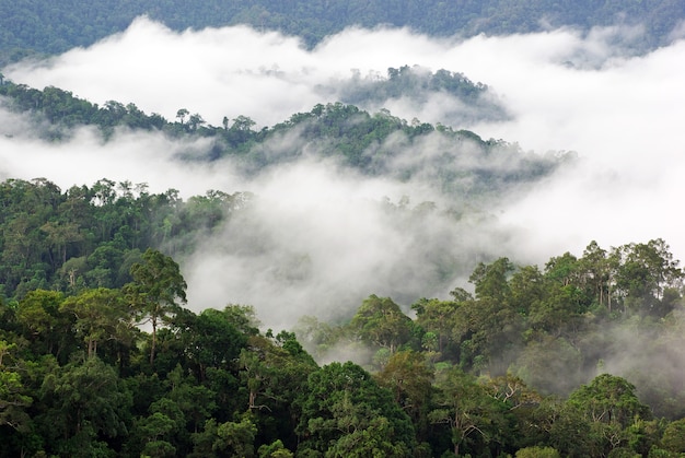 Nebbia di mattina in foresta pluviale tropicale densa, kaeng krachan, Tailandia