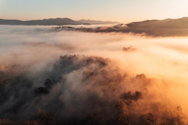 Nebbia dorata mattutina nella foresta e luce del mattino