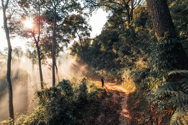 Nebbia dorata mattutina nella foresta e luce del mattino