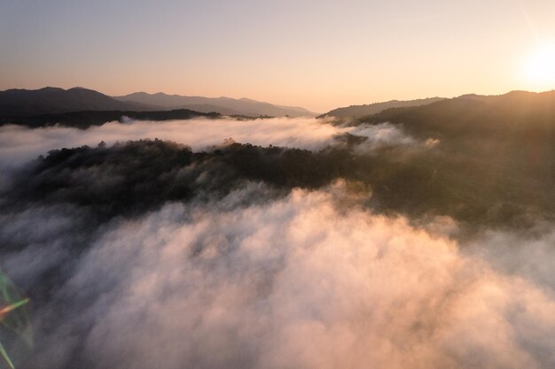 Nebbia dorata mattutina nella foresta e luce del mattino