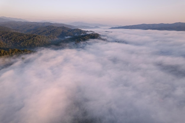 Nebbia dorata mattutina nella foresta e luce del mattino