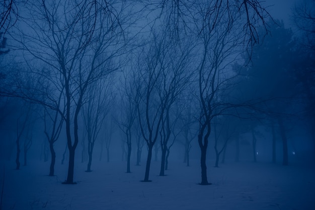 Nebbia e alberi nella foresta di notte.