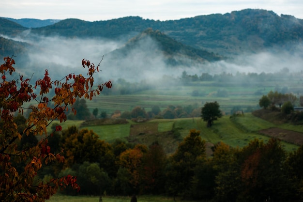 Nebbia e nuvole nella foresta di montagna