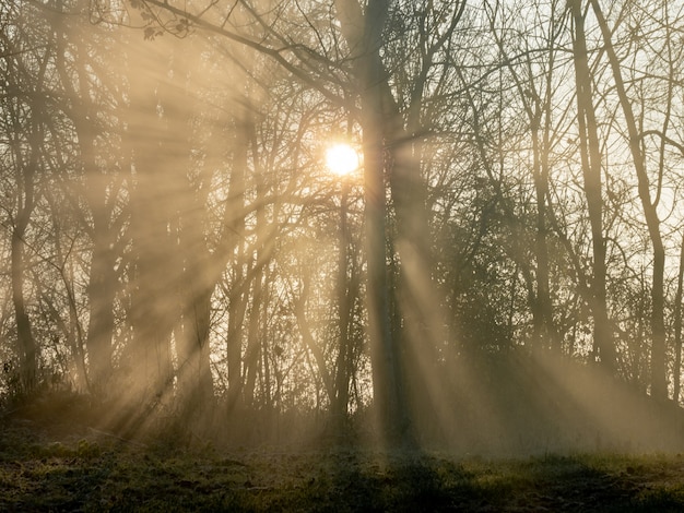 Nebbia e sole in una mattina d'inverno tra gli alberi