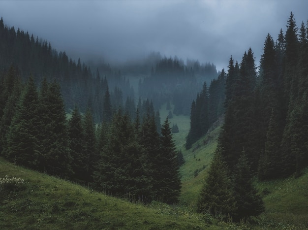 Nebbia fitta in una foresta di abeti nelle montagne scure