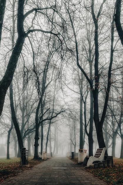 Nebbia fitta nel parco autunnale vuoto al mattino