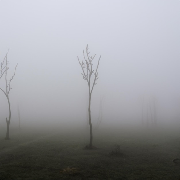 Nebbia fuori