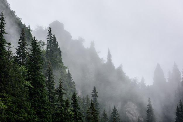 Nebbia in alta montagna paesaggio. Scogliere a strapiombo con albero.