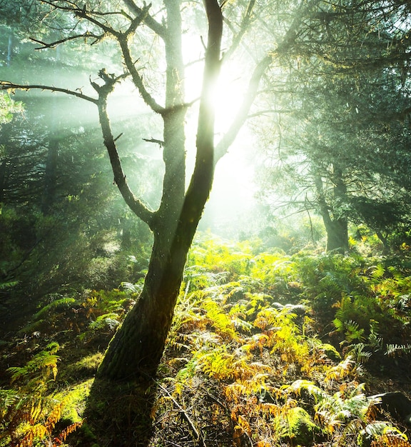 Nebbia in foresta