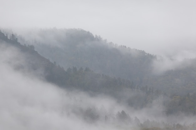 Nebbia in montagna. coperto. foresta.