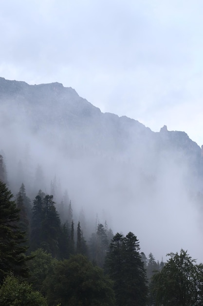 Nebbia in montagna, foresta verde e alberi di conifere, pendii e burroni, paesaggio al tramonto