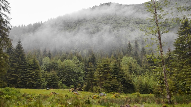 Nebbia leggera nella foresta sulla collina