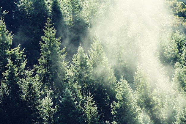 Nebbia magica nella foresta