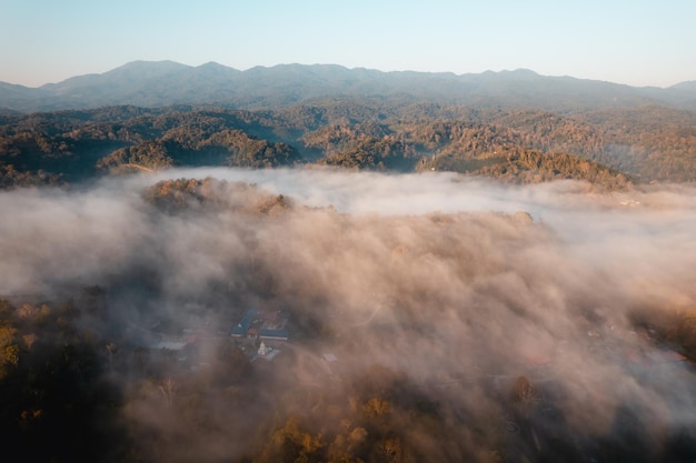 Nebbia mattutina dorata nella foresta e la strada nella foresta