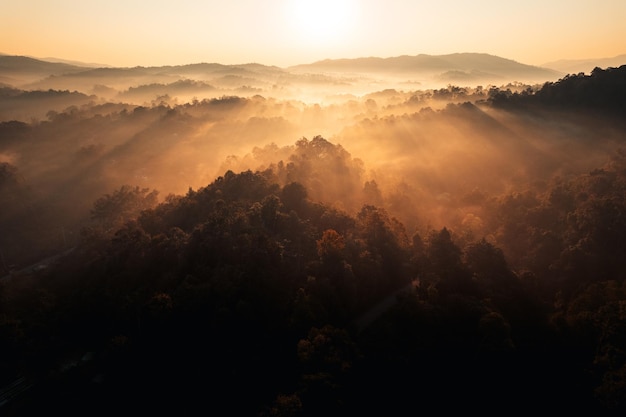 Nebbia mattutina dorata nella foresta e la strada nella foresta