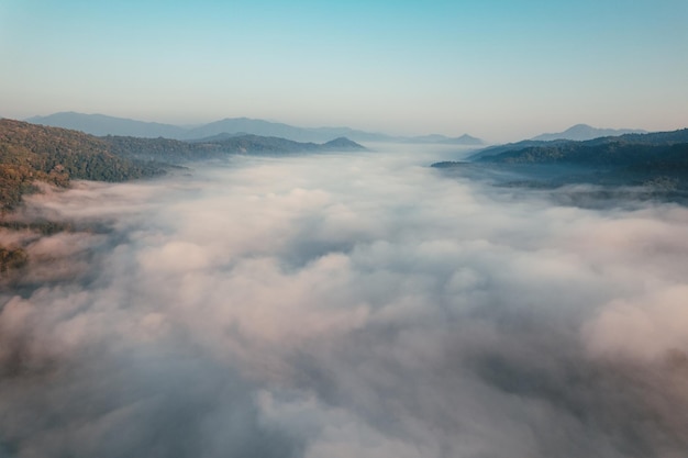 Nebbia mattutina dorata nella foresta e la strada nella foresta