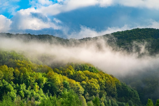 Nebbia mattutina nel paesaggio della foresta di primavera verde delle montagne