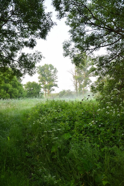 Nebbia mattutina nella foresta, foresta mattutina verde con nebbia