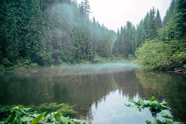 Nebbia nebbiosa sopra il lago nelle montagne dei Carpazi copia il paesaggio dello spazio