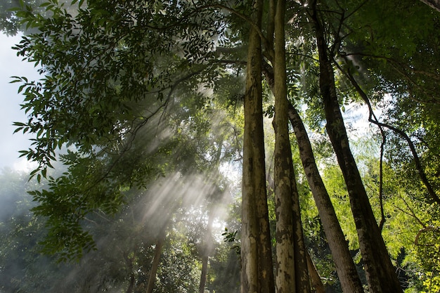 Nebbia nei boschi con raggi di luce tra gli alberi