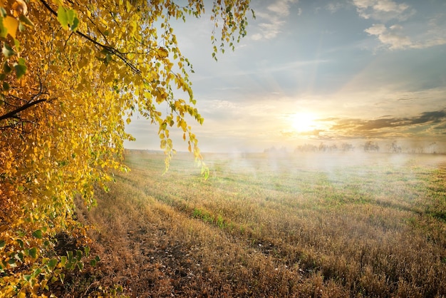 Nebbia nel campo autunnale all'alba