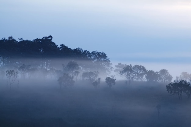 Nebbia nella foresta a Khaokho PhetchabunThailandia