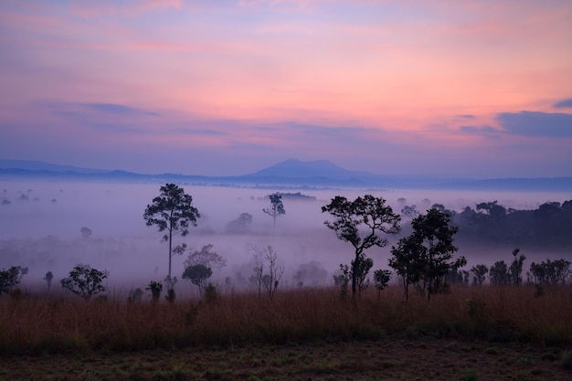 Nebbia nella foresta al Parco Nazionale di Thung Salang Luang PhetchabunThailandia