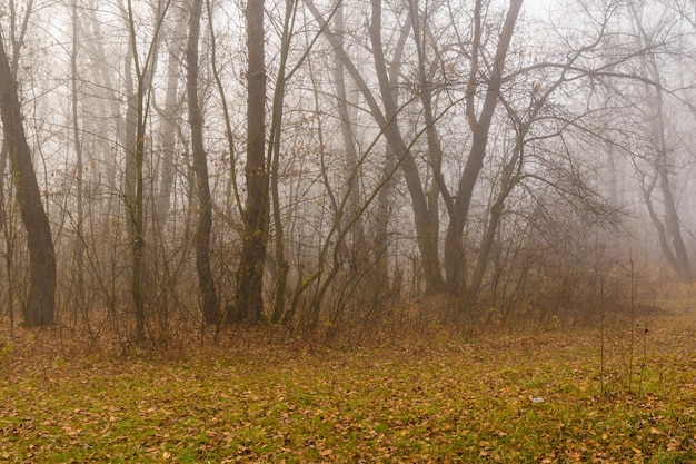 Nebbia nella foresta in una fredda giornata autunnale