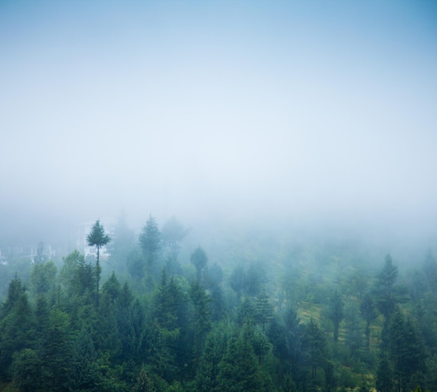 Nebbia nella foresta mattutina