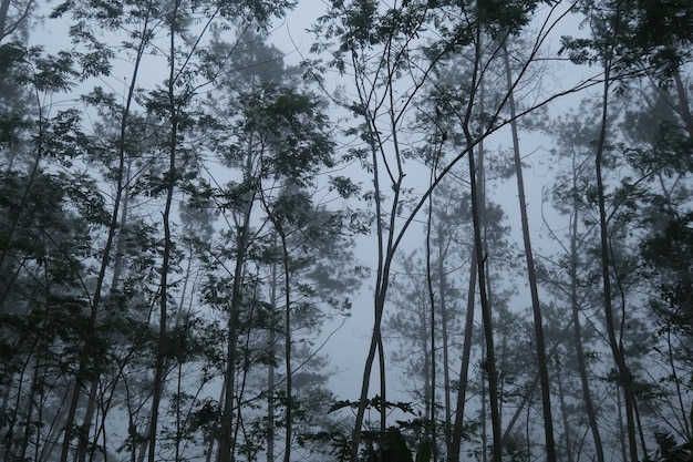 nebbia nella pineta. una pineta che diventa nebbiosa quando piove. la foresta sembra mistica.